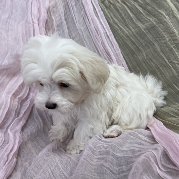 puppies for sale in boca raton