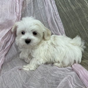 puppies for sale in boca raton