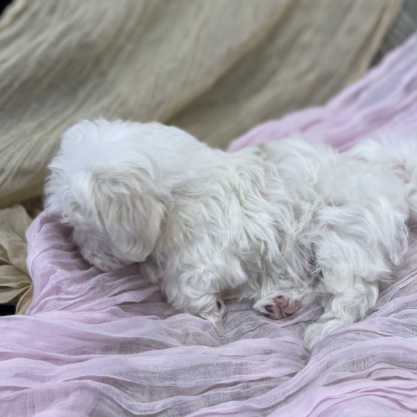 puppies for sale in boca raton
