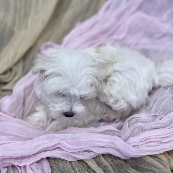 puppies for sale in boca raton