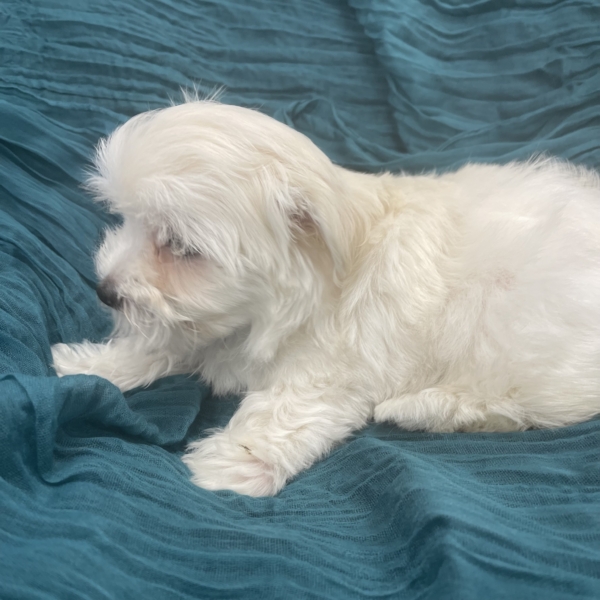 puppies for sale in boca raton