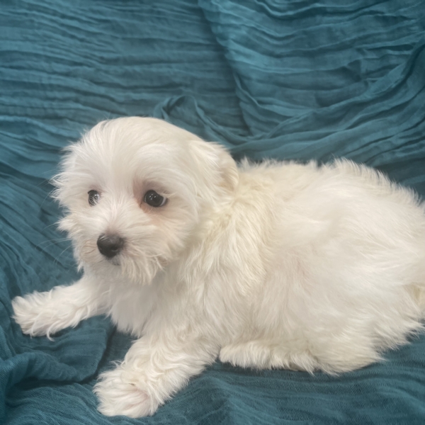 puppies for sale in boca raton