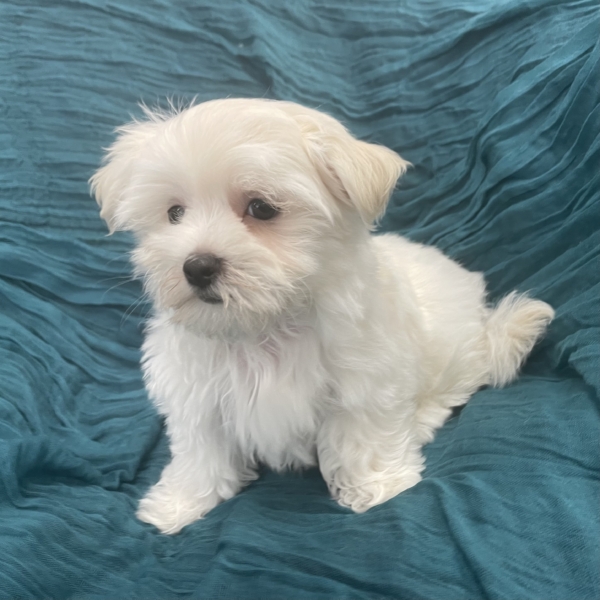 puppies for sale in boca raton