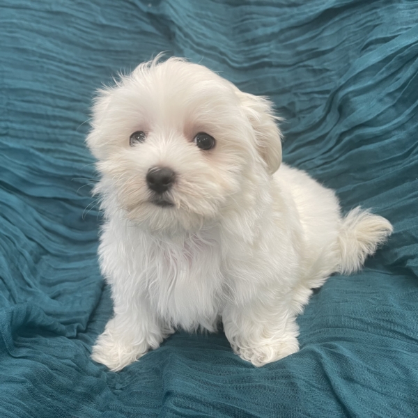 puppies for sale in boca raton