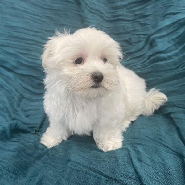 puppies for sale in boca raton