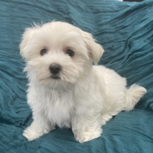 puppies for sale in boca raton