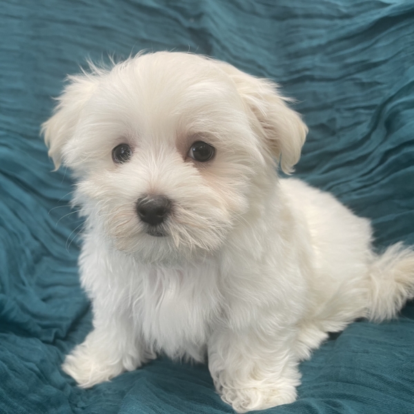 puppies for sale in boca raton
