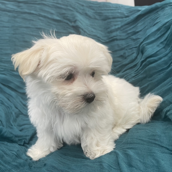 puppies for sale in boca raton