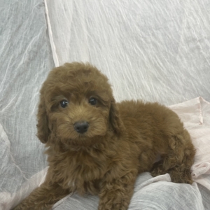 puppies for sale in boca raton