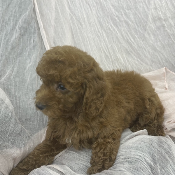 puppies for sale in boca raton