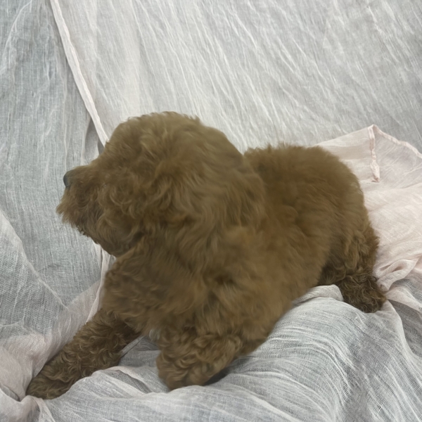 puppies for sale in boca raton