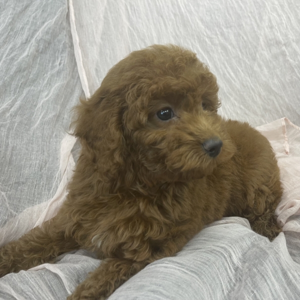puppies for sale in boca raton