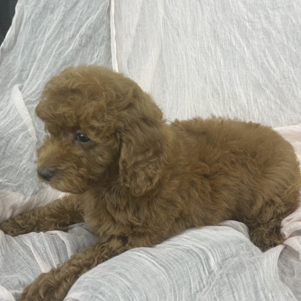 puppies for sale in boca raton
