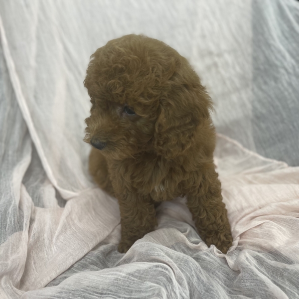puppies for sale in boca raton