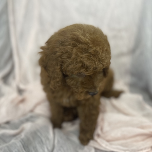 puppies for sale in boca raton