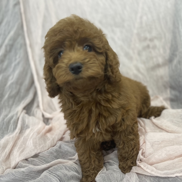 puppies for sale in boca raton