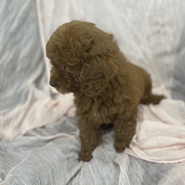 puppies for sale in boca raton