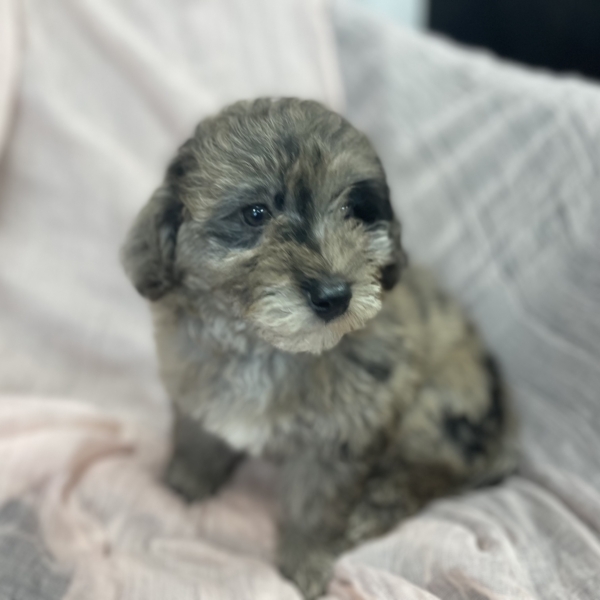 puppies for sale in boca raton