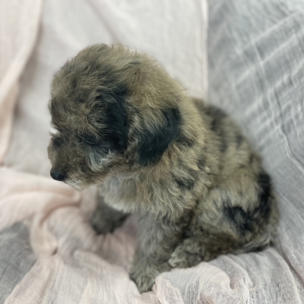 puppies for sale in boca raton