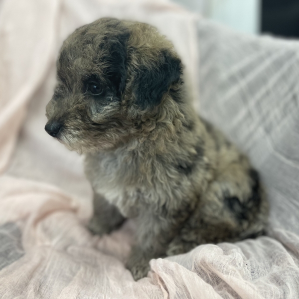 puppies for sale in boca raton