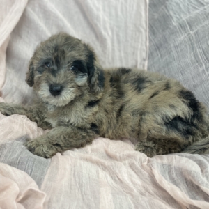 puppies for sale in boca raton