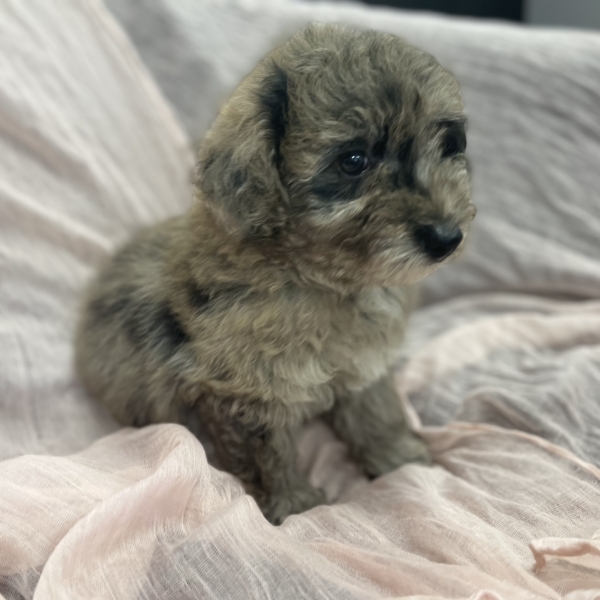 puppies for sale in boca raton