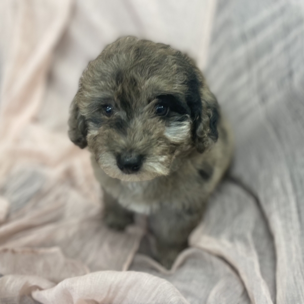 puppies for sale in boca raton