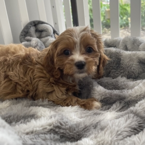 puppies for sale in boca raton