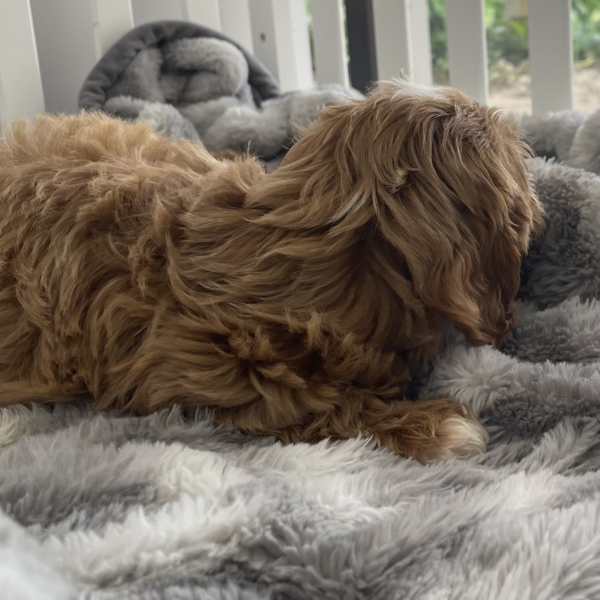 puppies for sale in boca raton