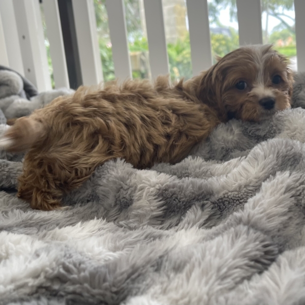 puppies for sale in boca raton