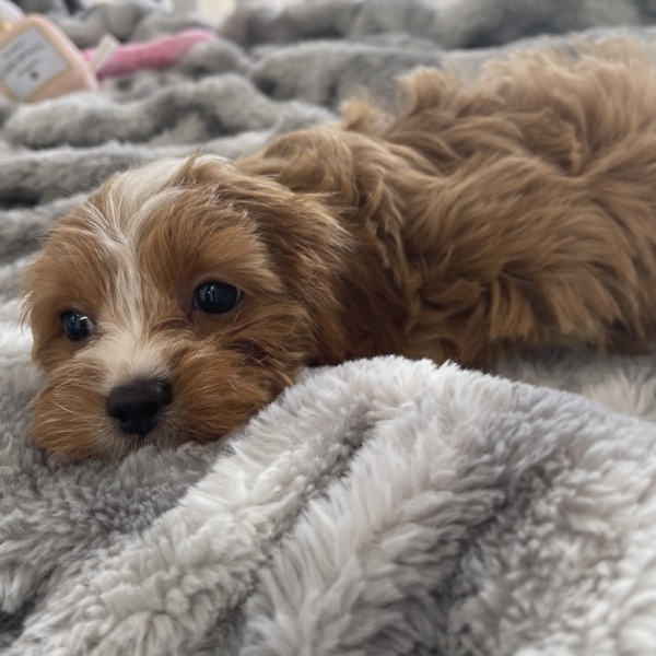 puppies for sale in boca raton