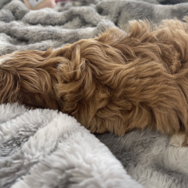 puppies for sale in boca raton