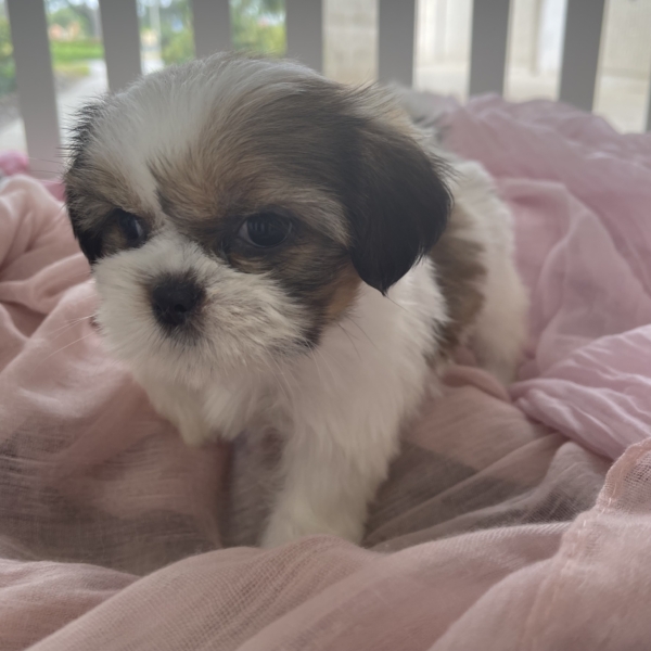 puppies for sale in boca raton