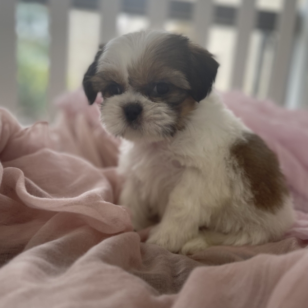 puppies for sale in boca raton