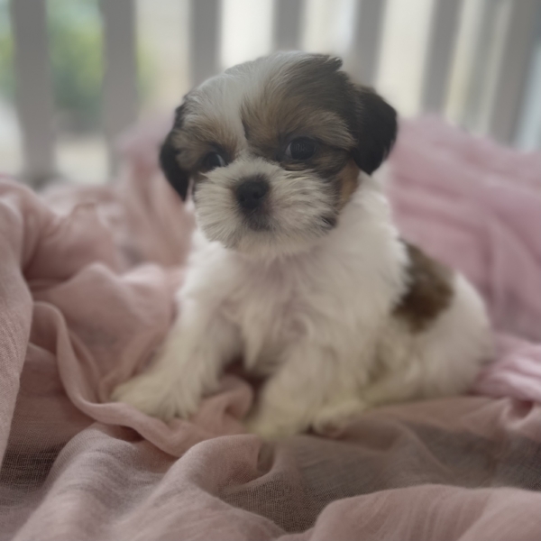 puppies for sale in boca raton