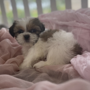 puppies for sale in boca raton