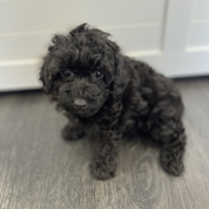 puppies for sale in boca raton