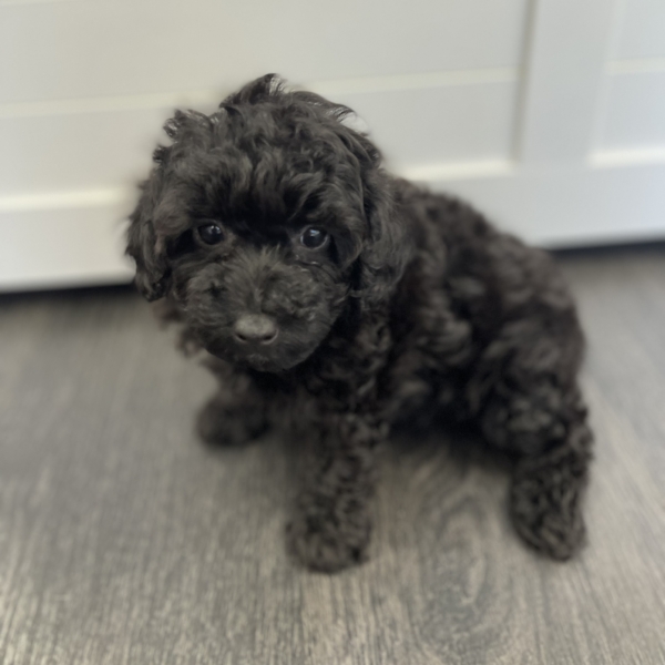 puppies for sale in boca raton