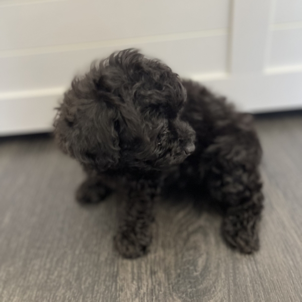 puppies for sale in boca raton