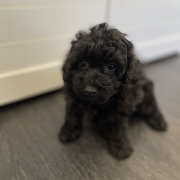 puppies for sale in boca raton