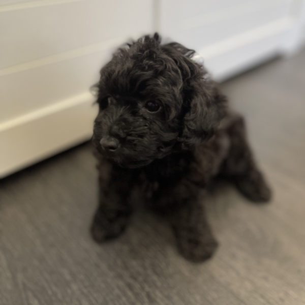puppies for sale in boca raton