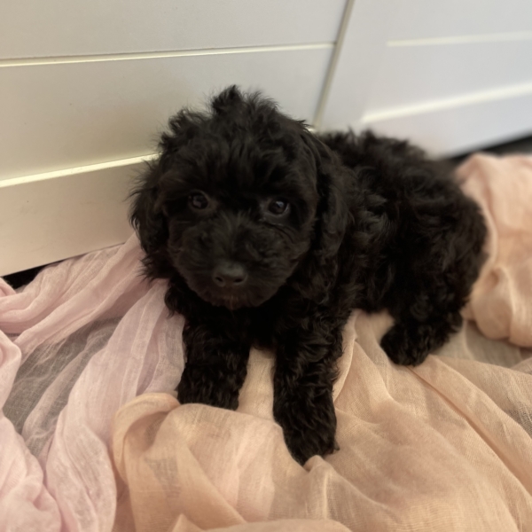 puppies for sale in boca raton