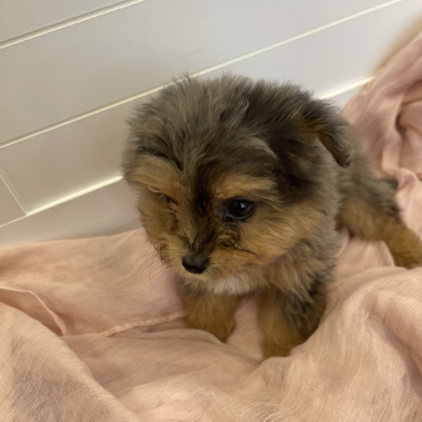 puppies for sale in boca raton