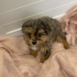 puppies for sale in boca raton