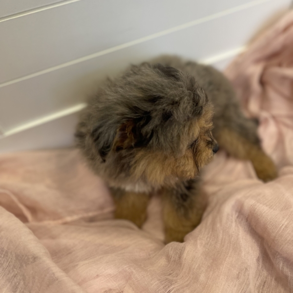 puppies for sale in boca raton