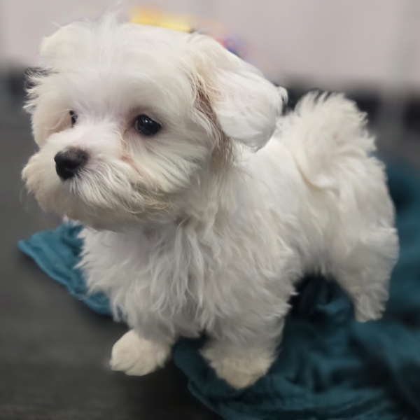 puppies for sale in boca raton