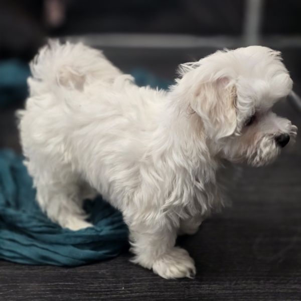 puppies for sale in boca raton