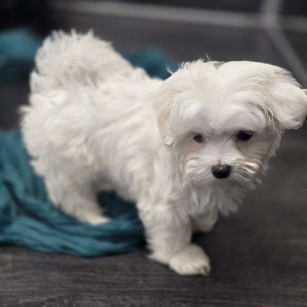 puppies for sale in boca raton