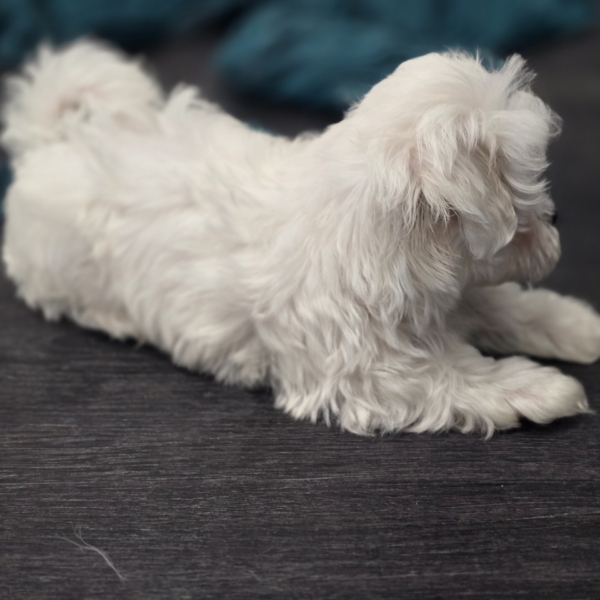 puppies for sale in boca raton