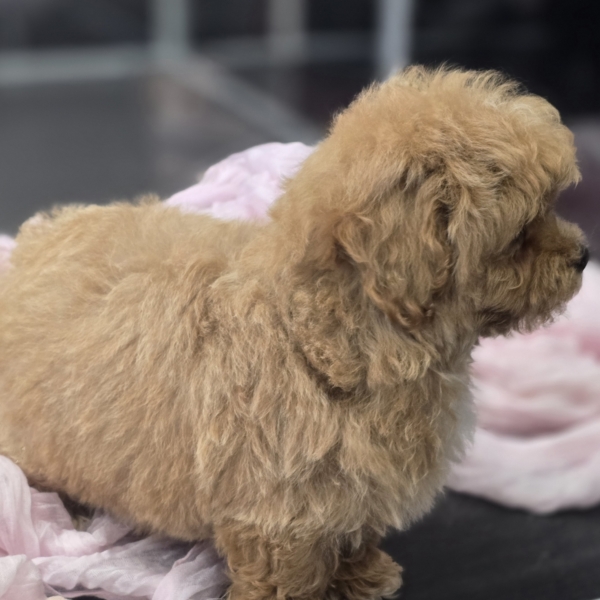 puppies for sale in boca raton
